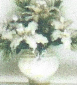 Dollhouse Miniature White Poinsettias-Large Pot 2 3/8